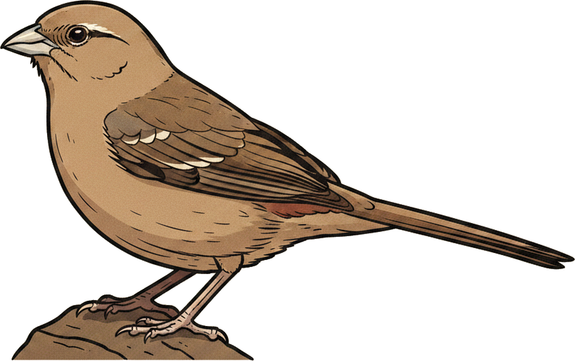 Abert's Towhee