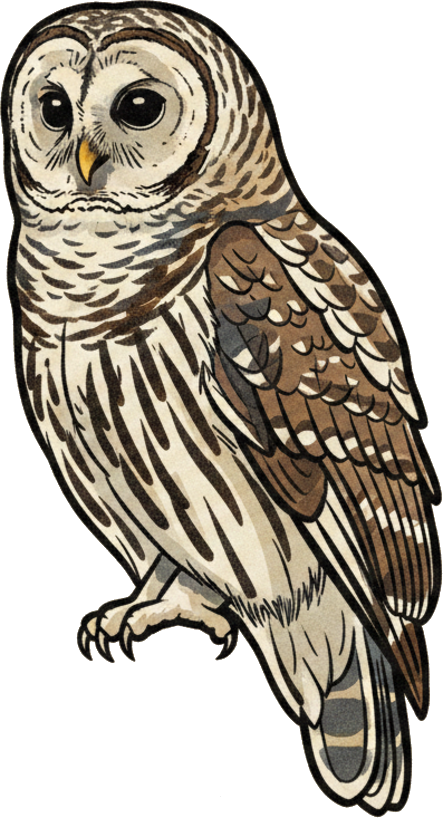 Barred Owl
