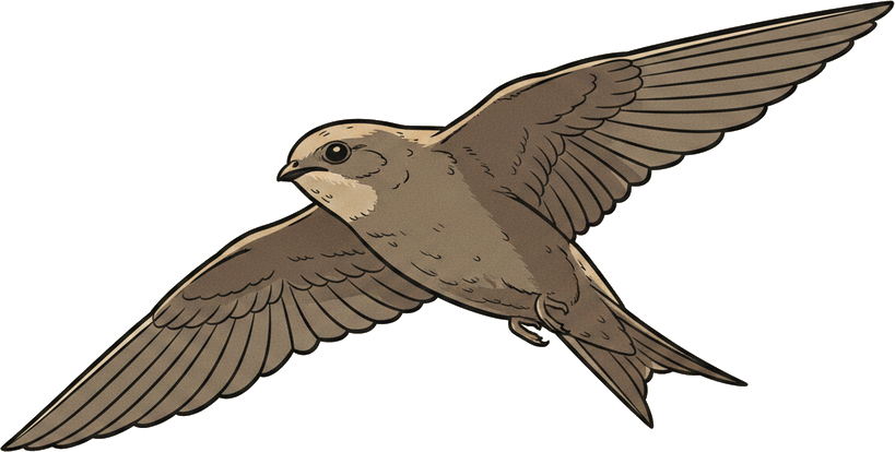 Chimney Swift