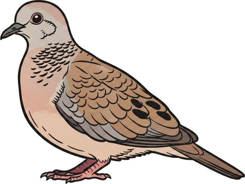 Common Ground Dove