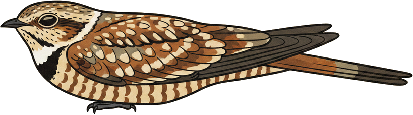 Common Nighthawk