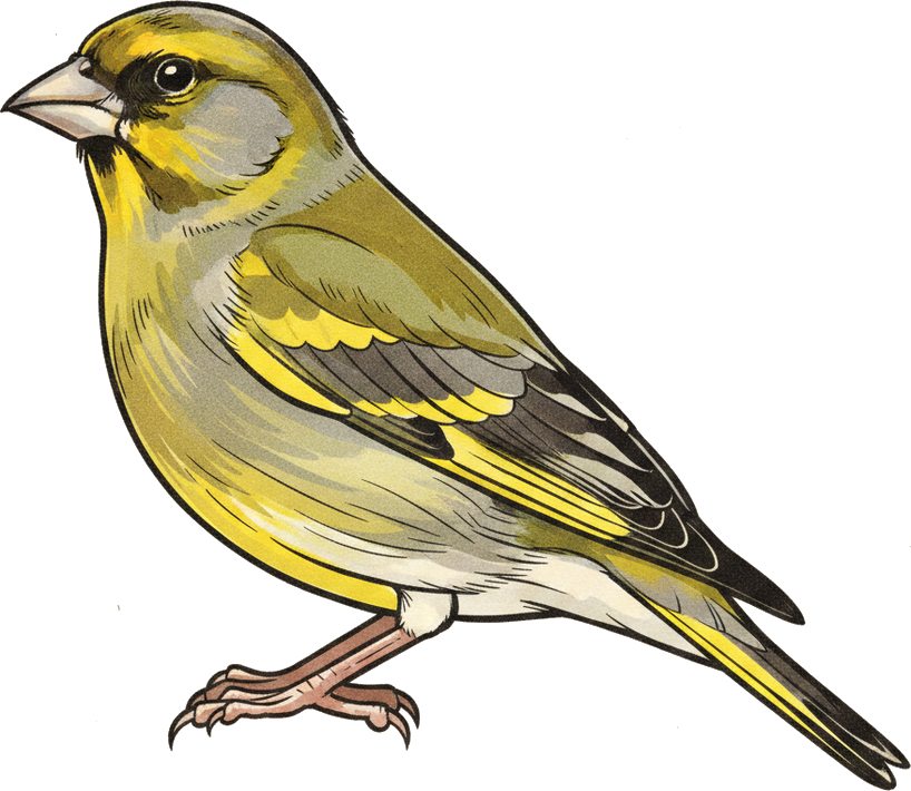 European Greenfinch