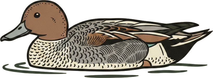Gadwall