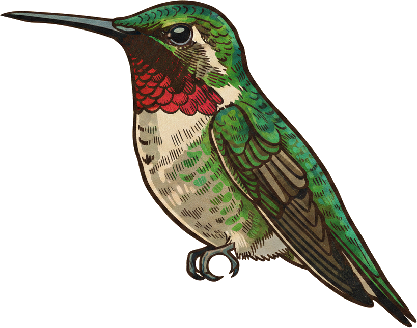 Ruby-throated Hummingbird