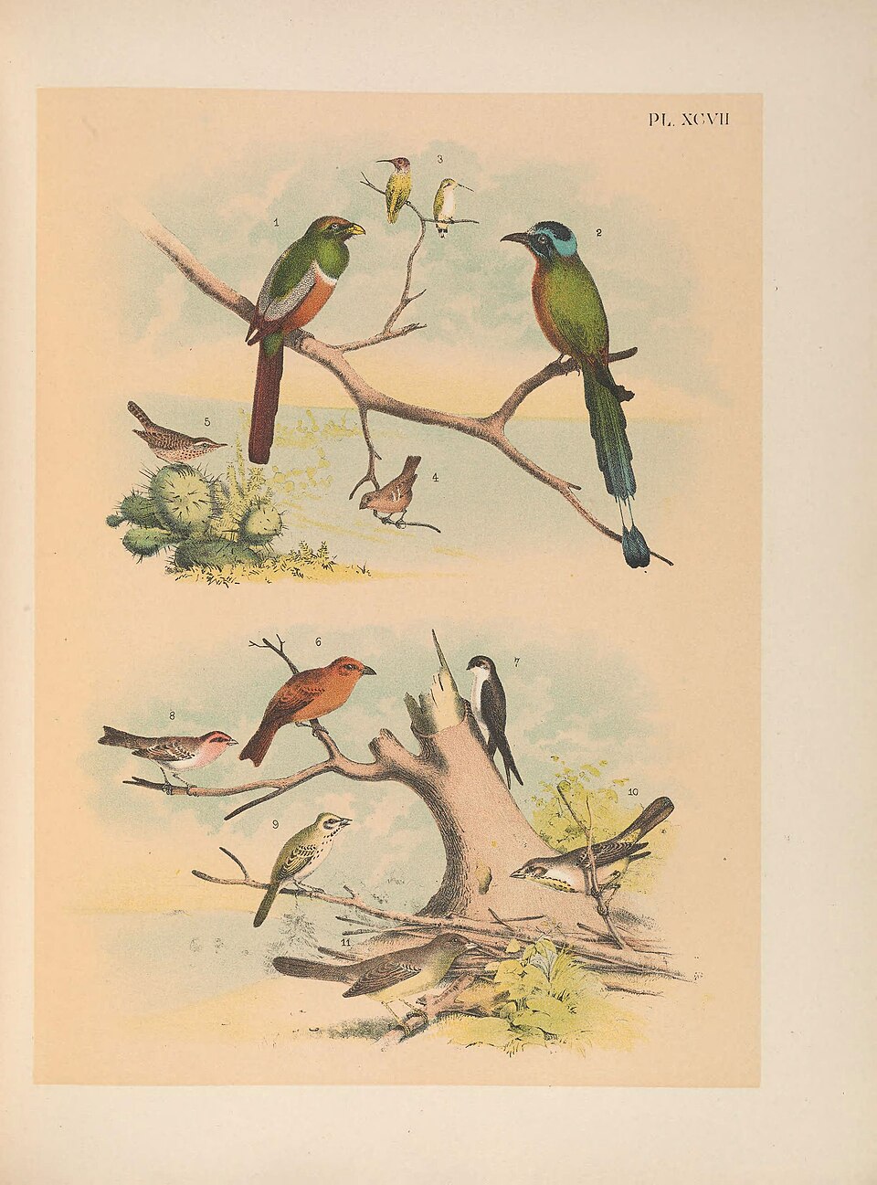 Abert's Towhee