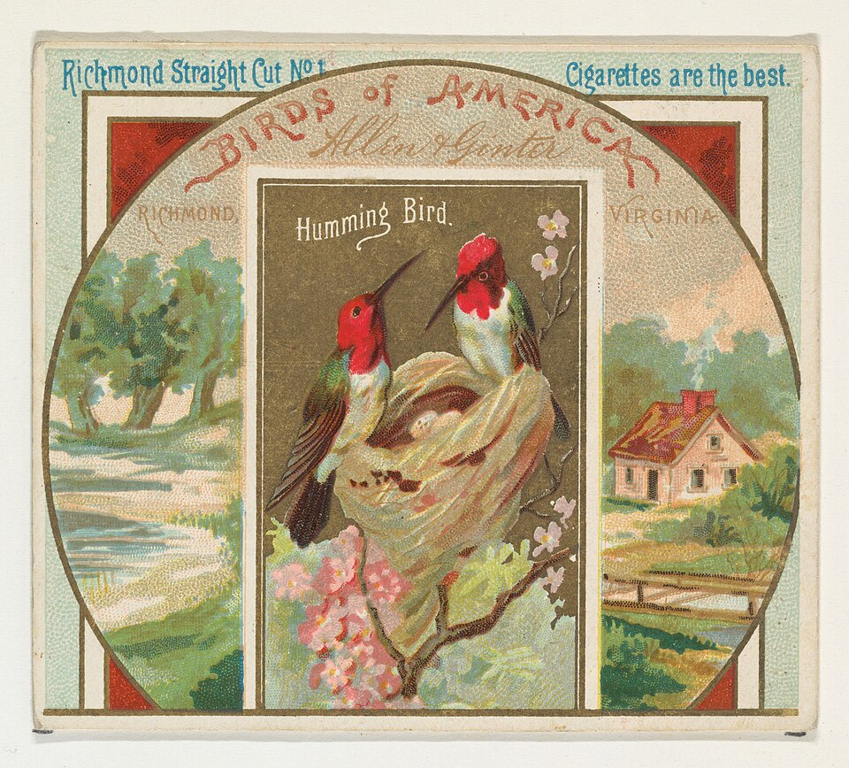 Allen's Hummingbird