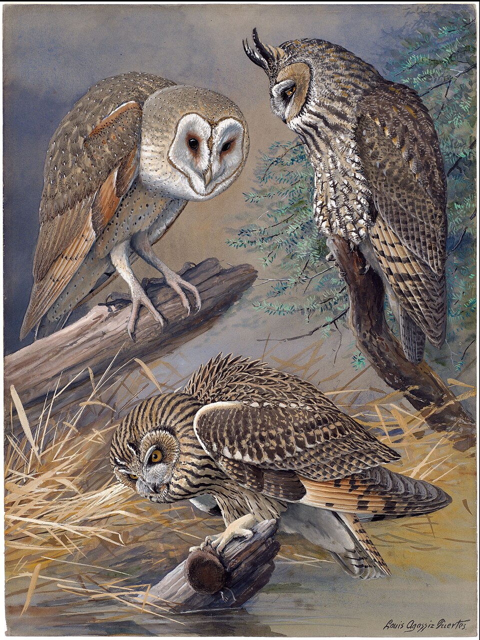 American Barn Owl