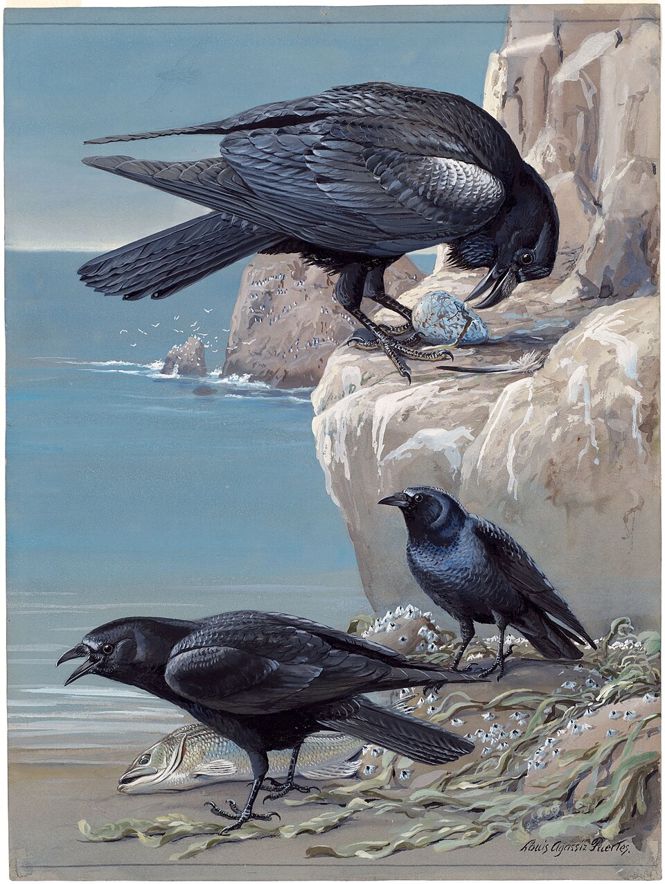 American Crow