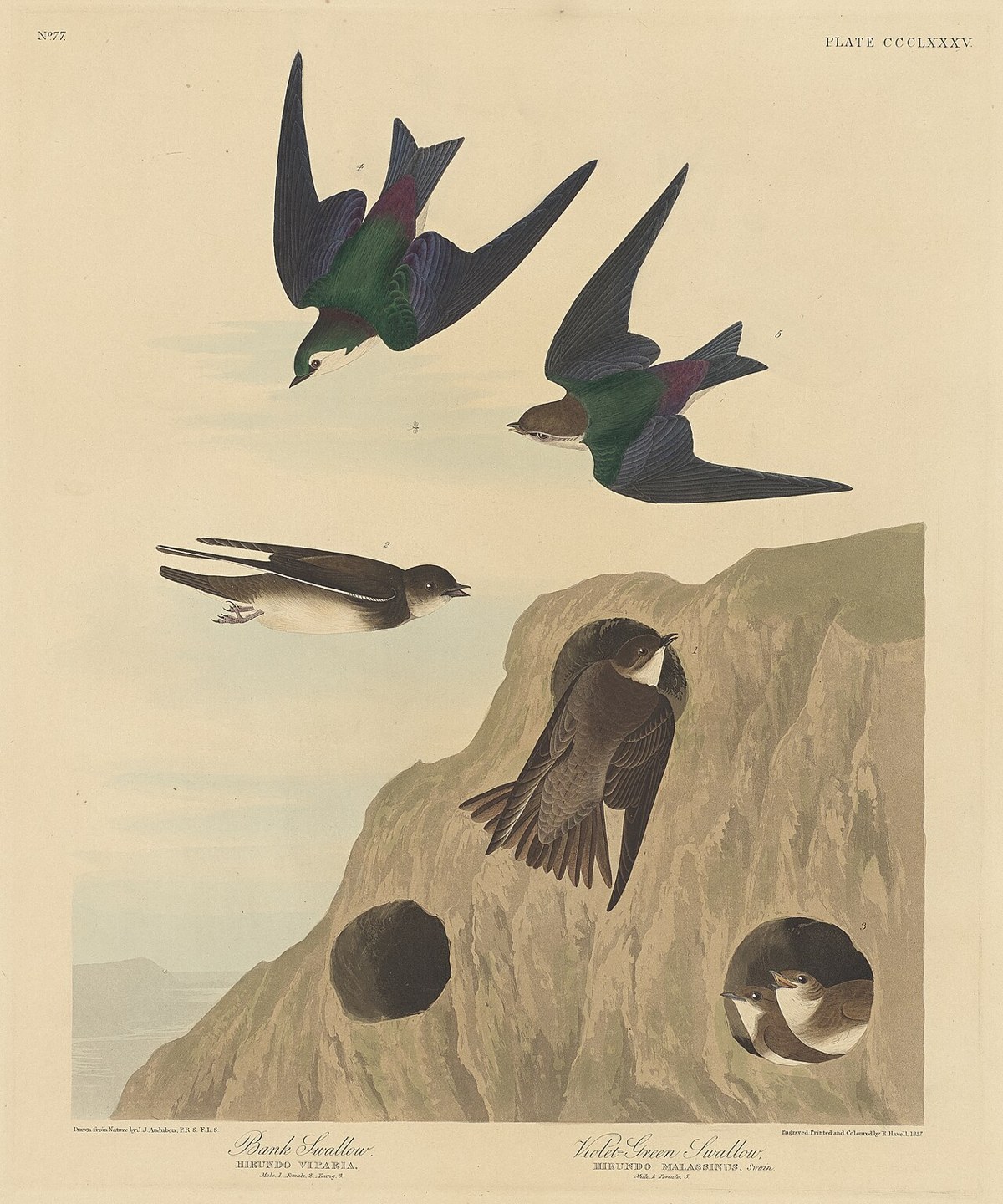 Bank Swallow