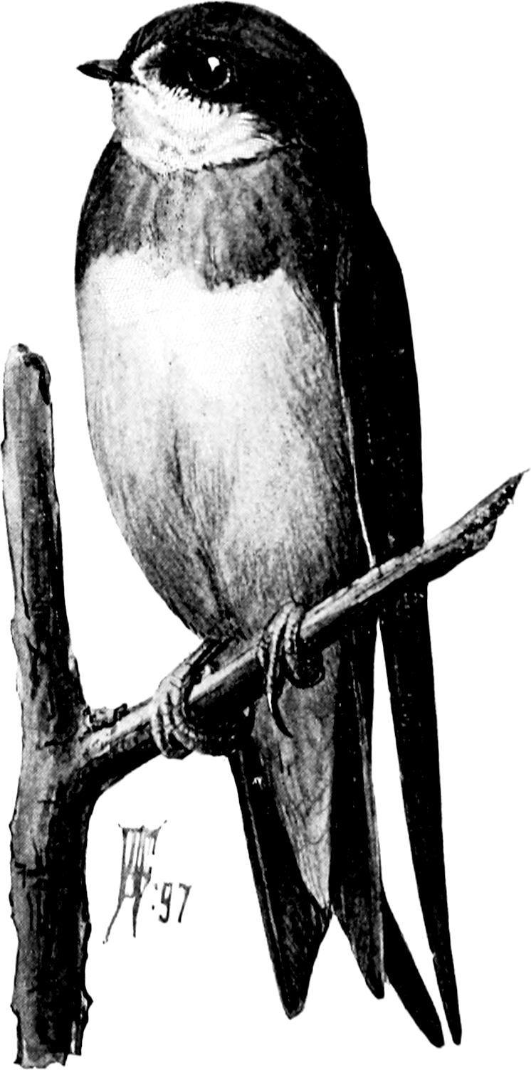 Bank Swallow