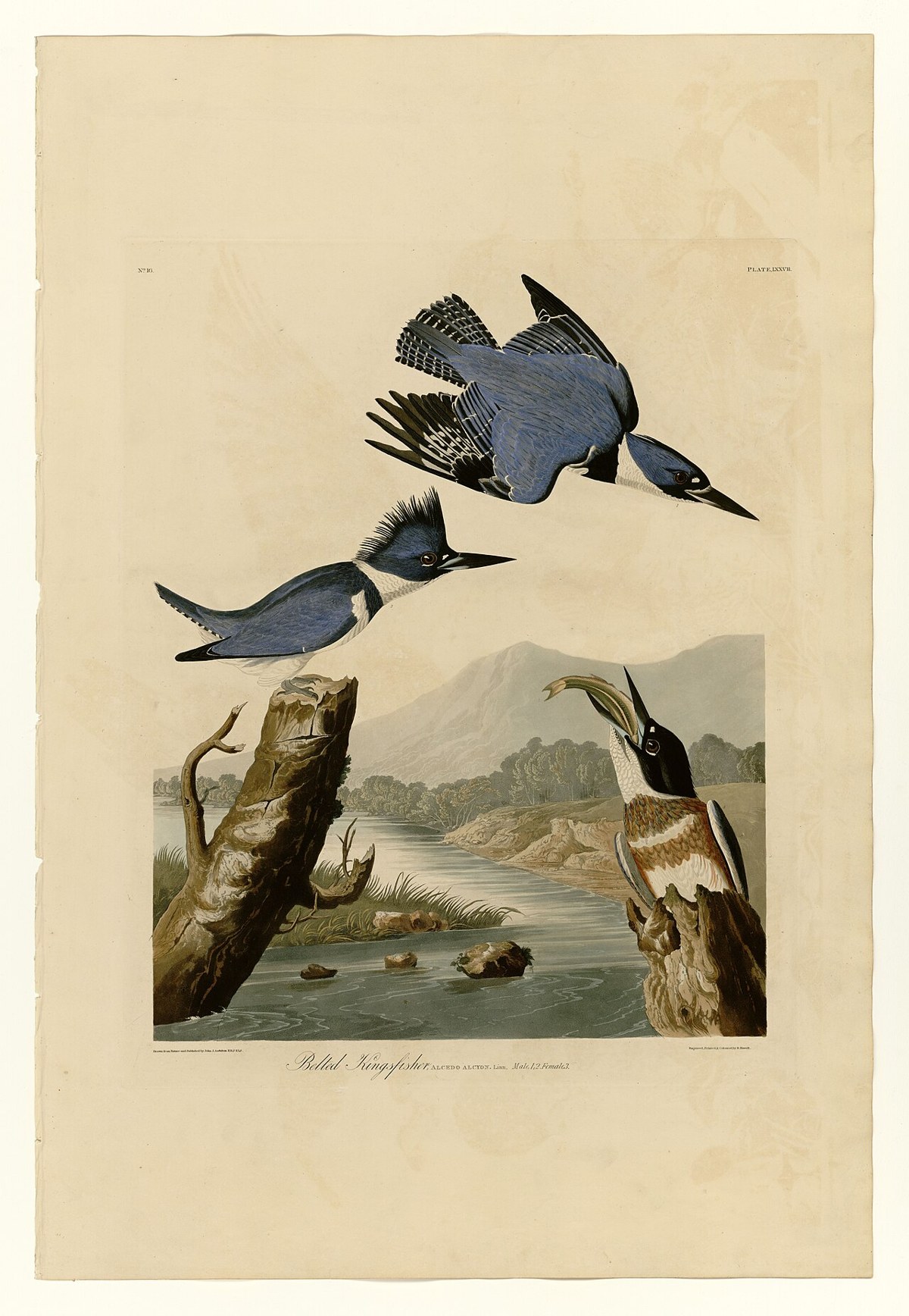 Belted Kingfisher
