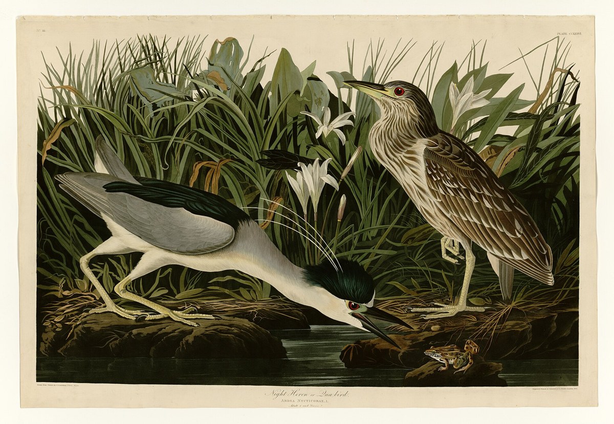 Black-crowned Night Heron