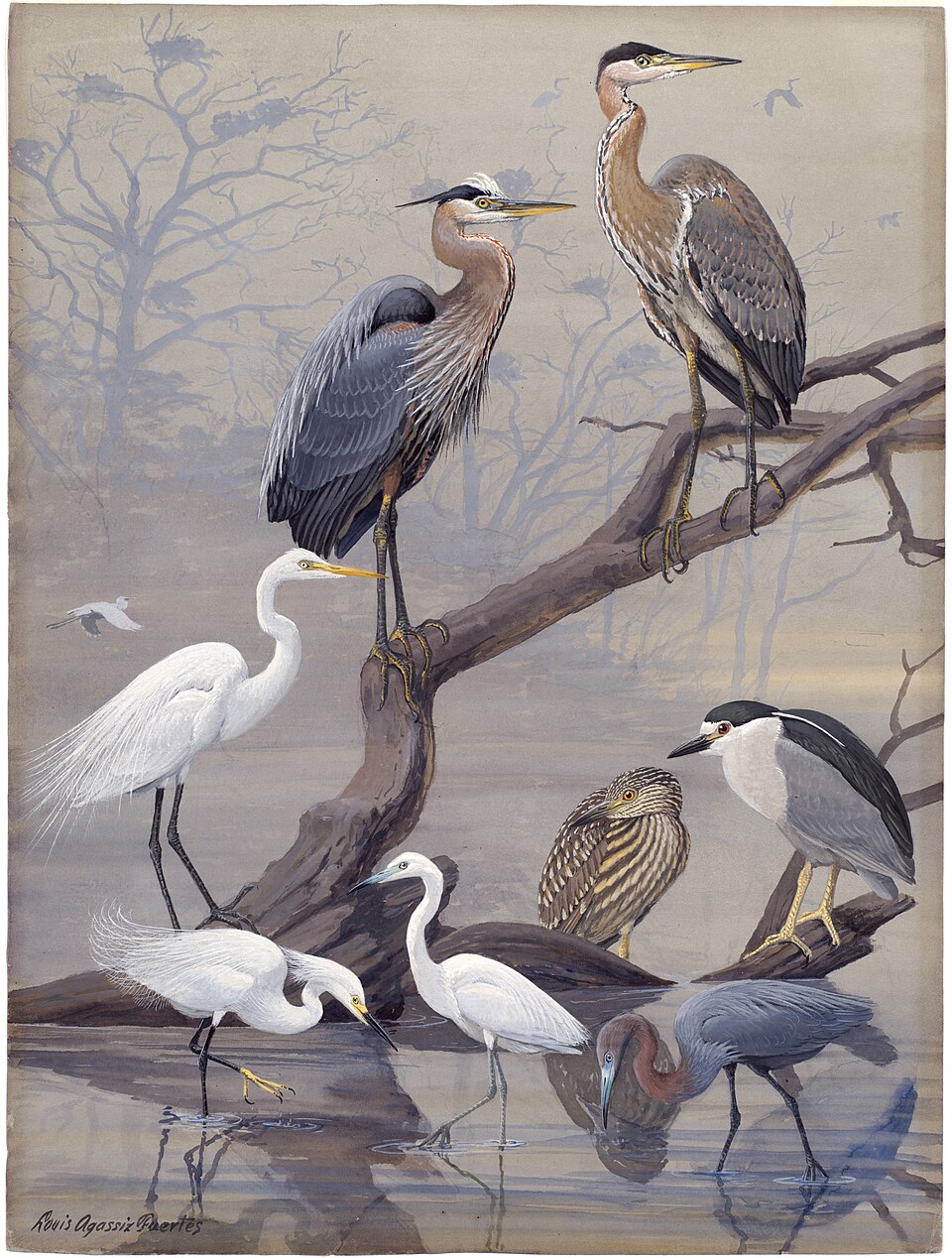 Black-crowned Night Heron