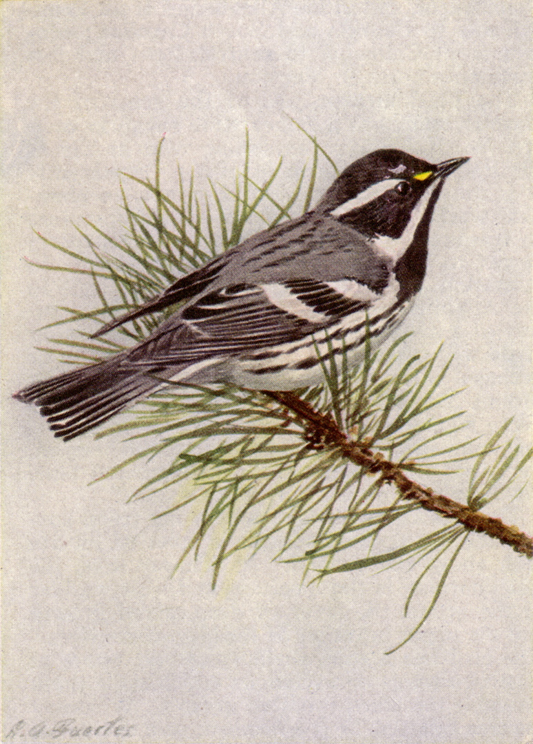 Black-throated Gray Warbler