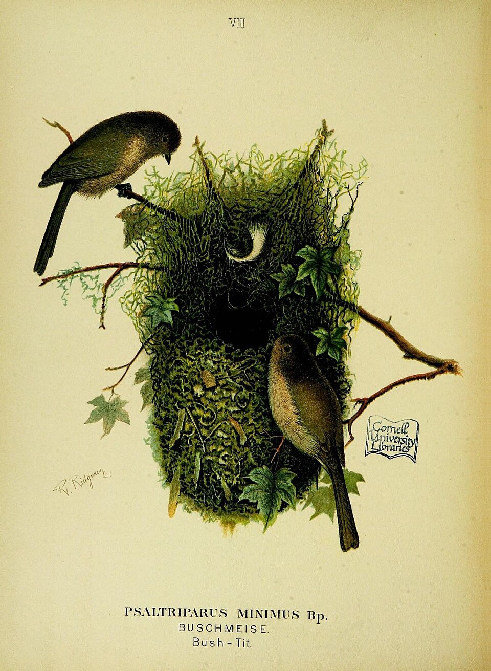 Bushtit