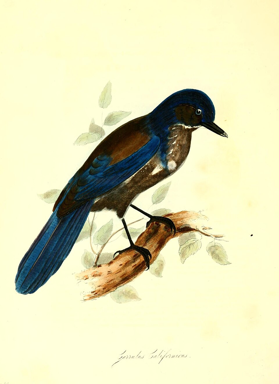 California Scrub-Jay