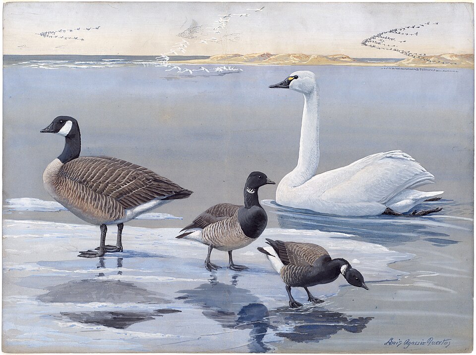 Canada Goose
