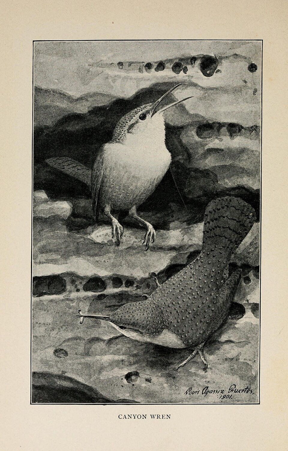 Canyon Wren