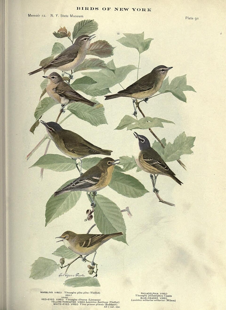 Cassin's Vireo