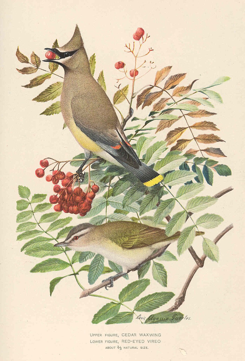 Cedar Waxwing