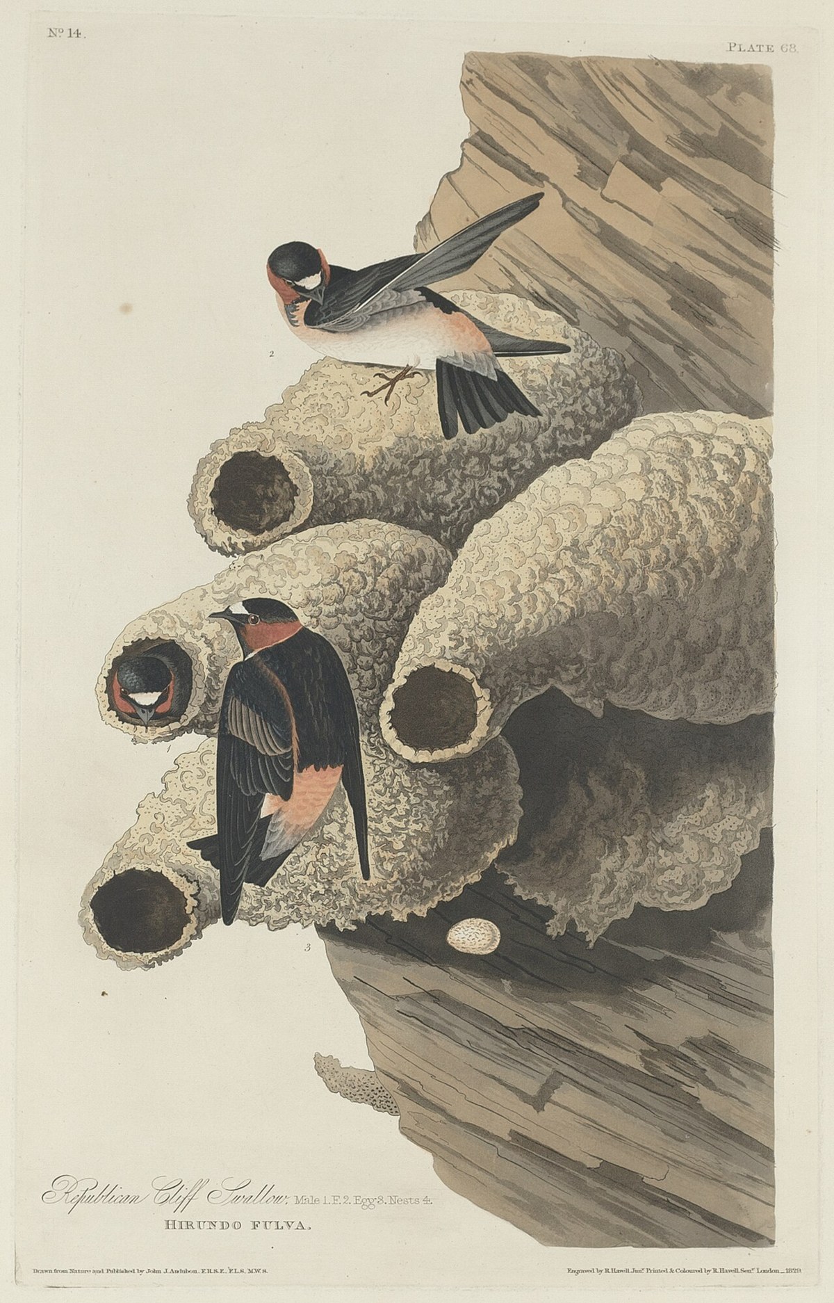 Cliff Swallow