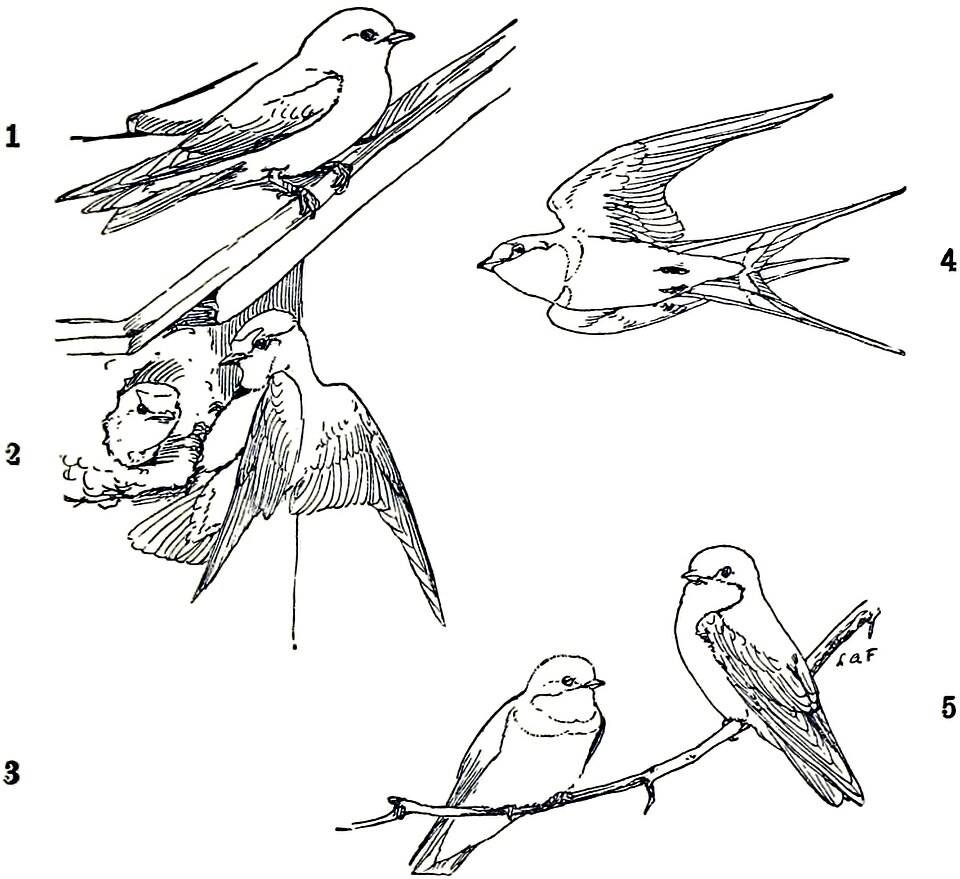 Cliff Swallow