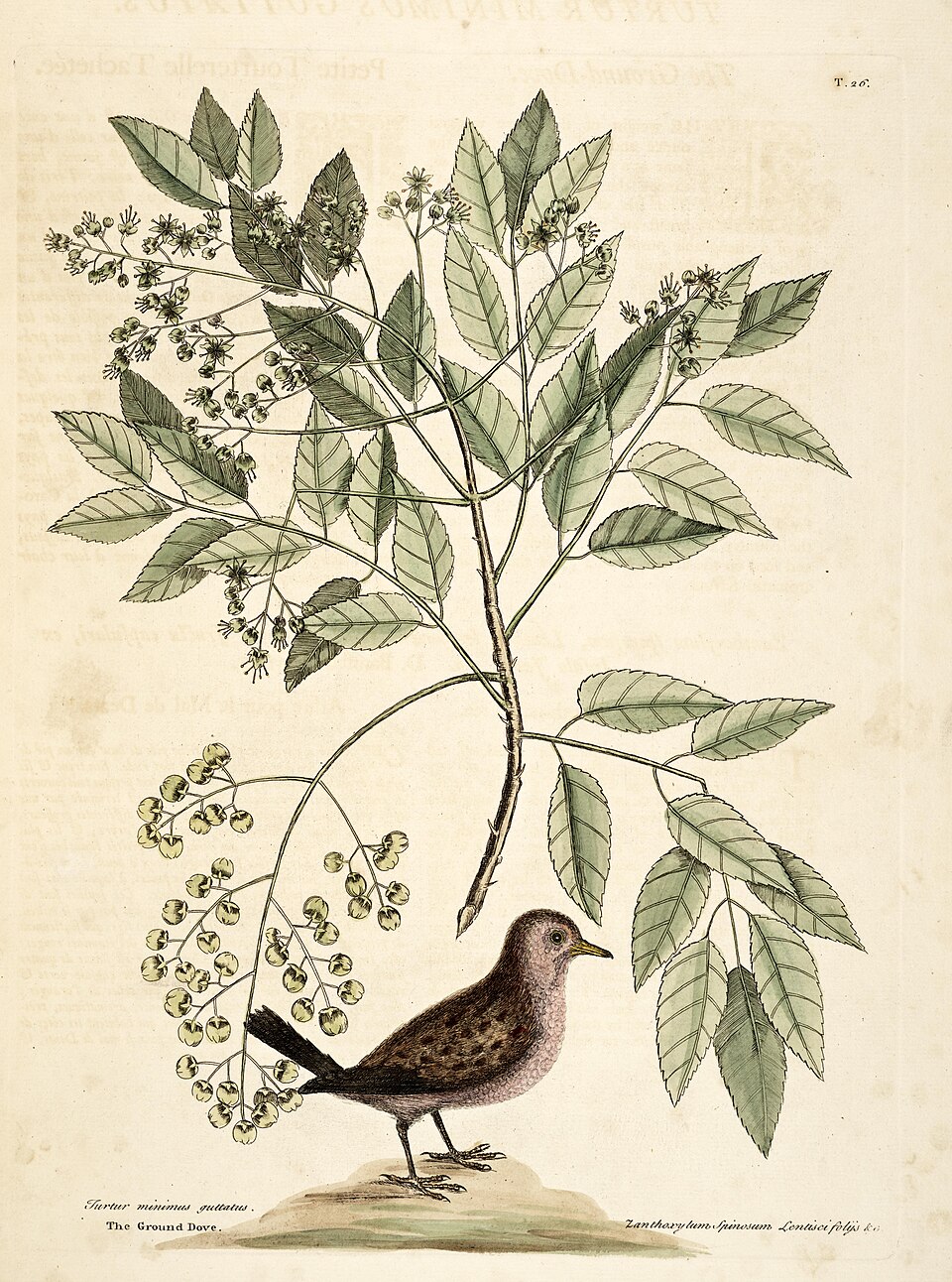 Common Ground Dove