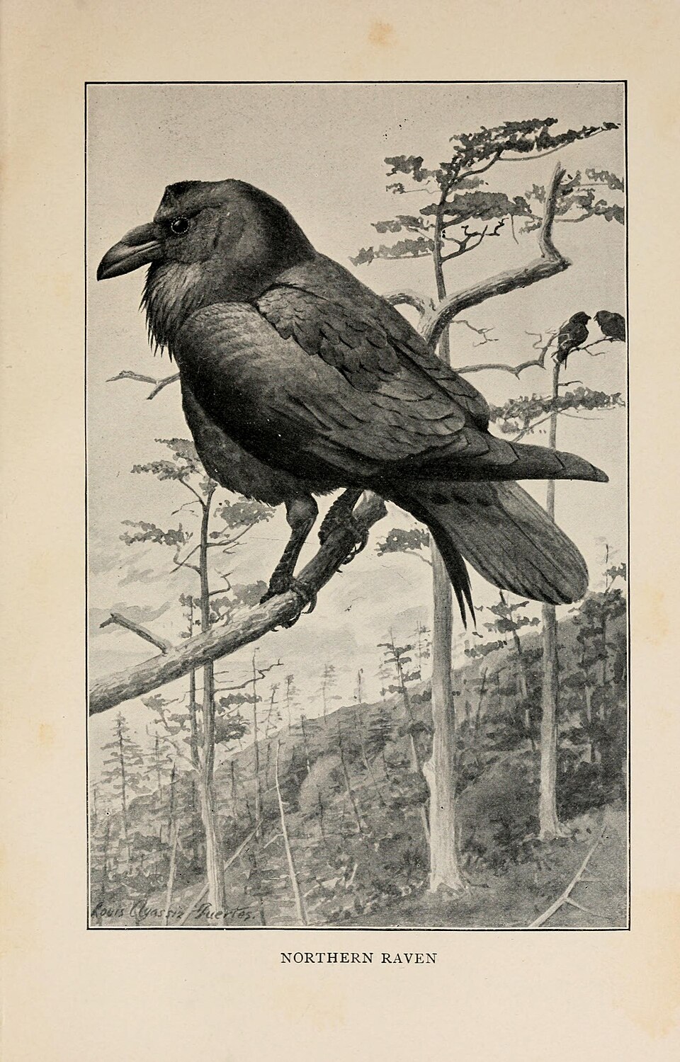 Common Raven