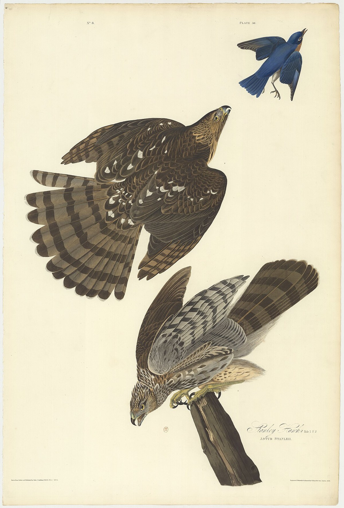 Cooper's Hawk