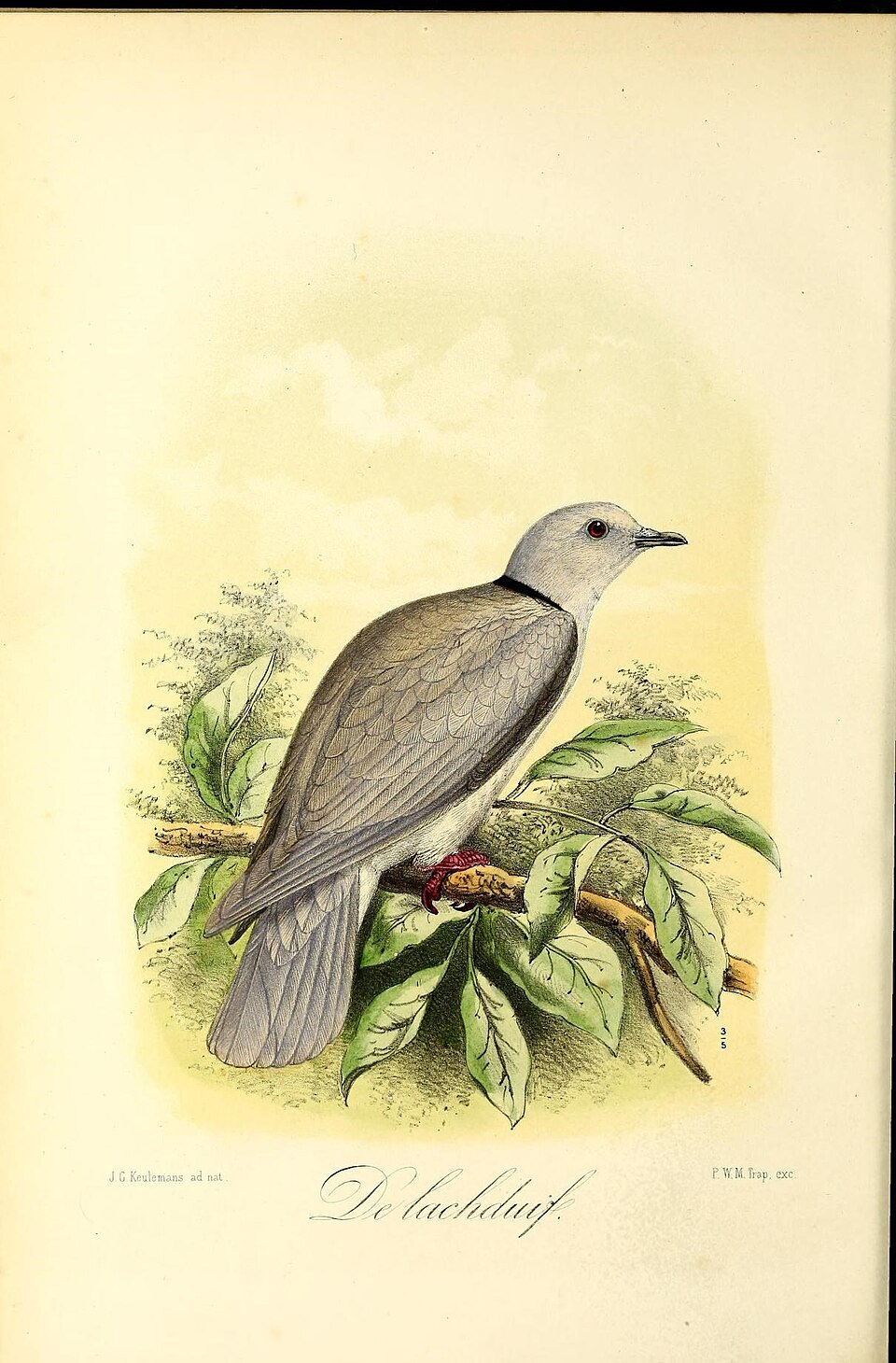 Eurasian Collared-Dove