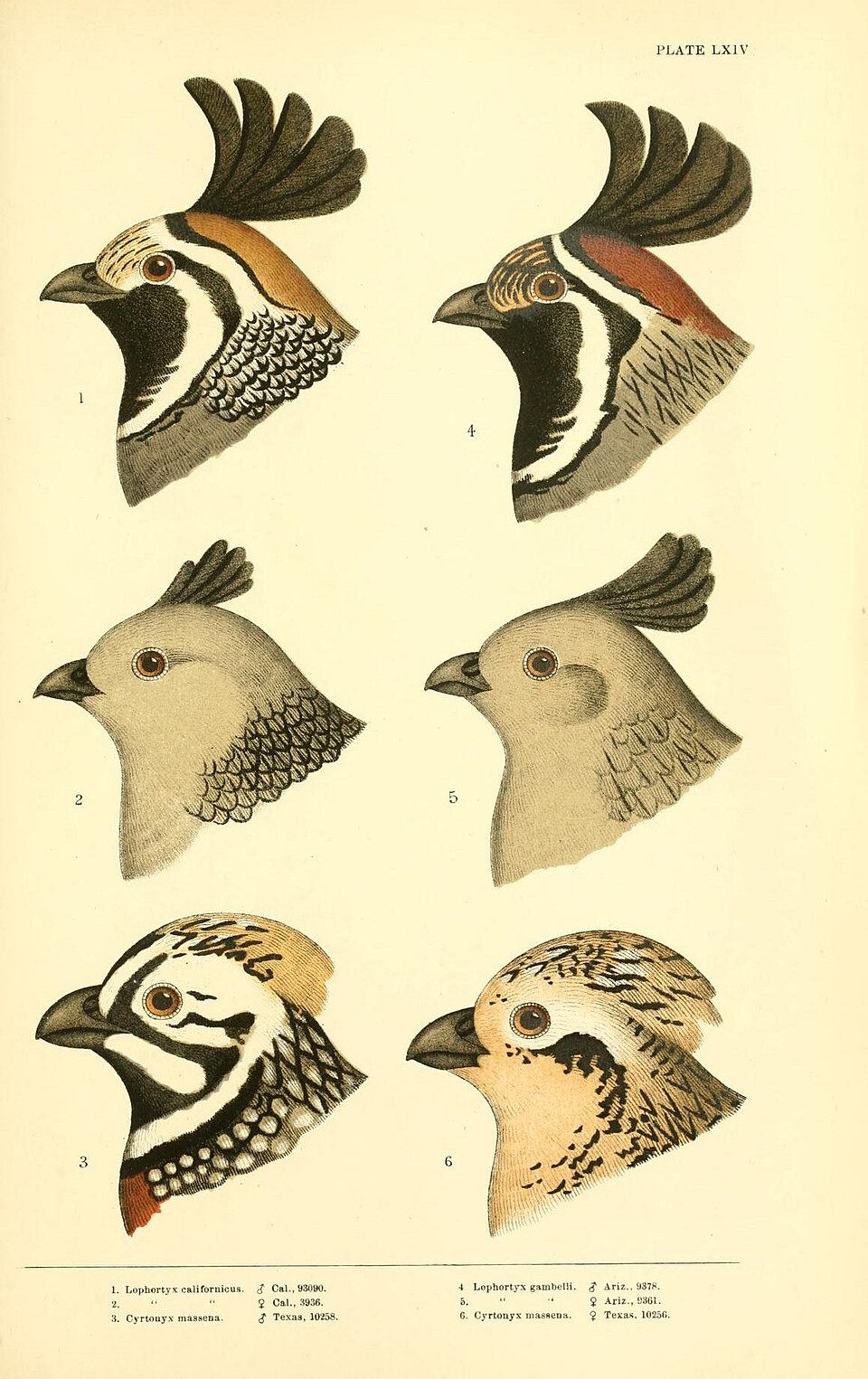 Gambel's Quail