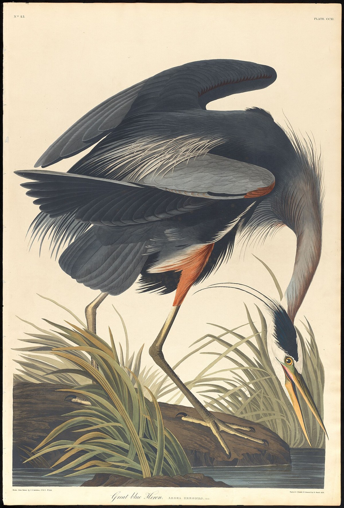 Great Blue Heron