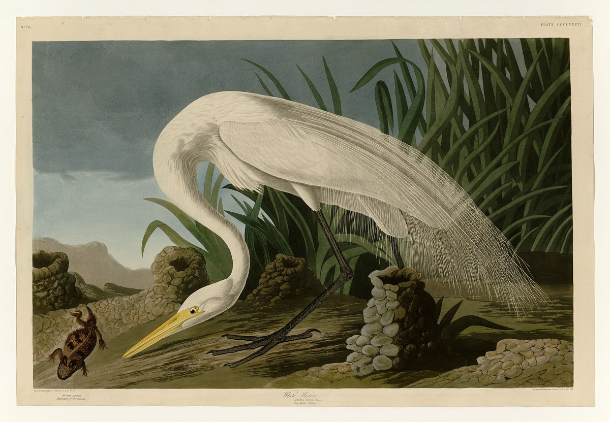 Great Egret