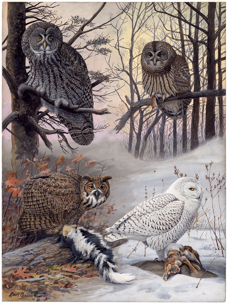 Great Horned Owl