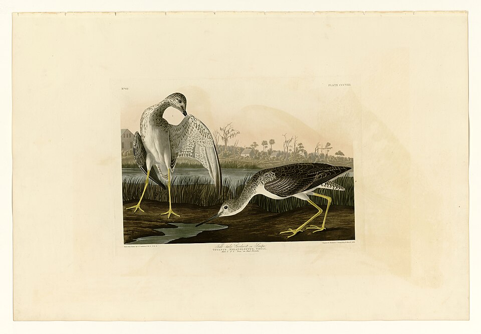 Greater Yellowlegs