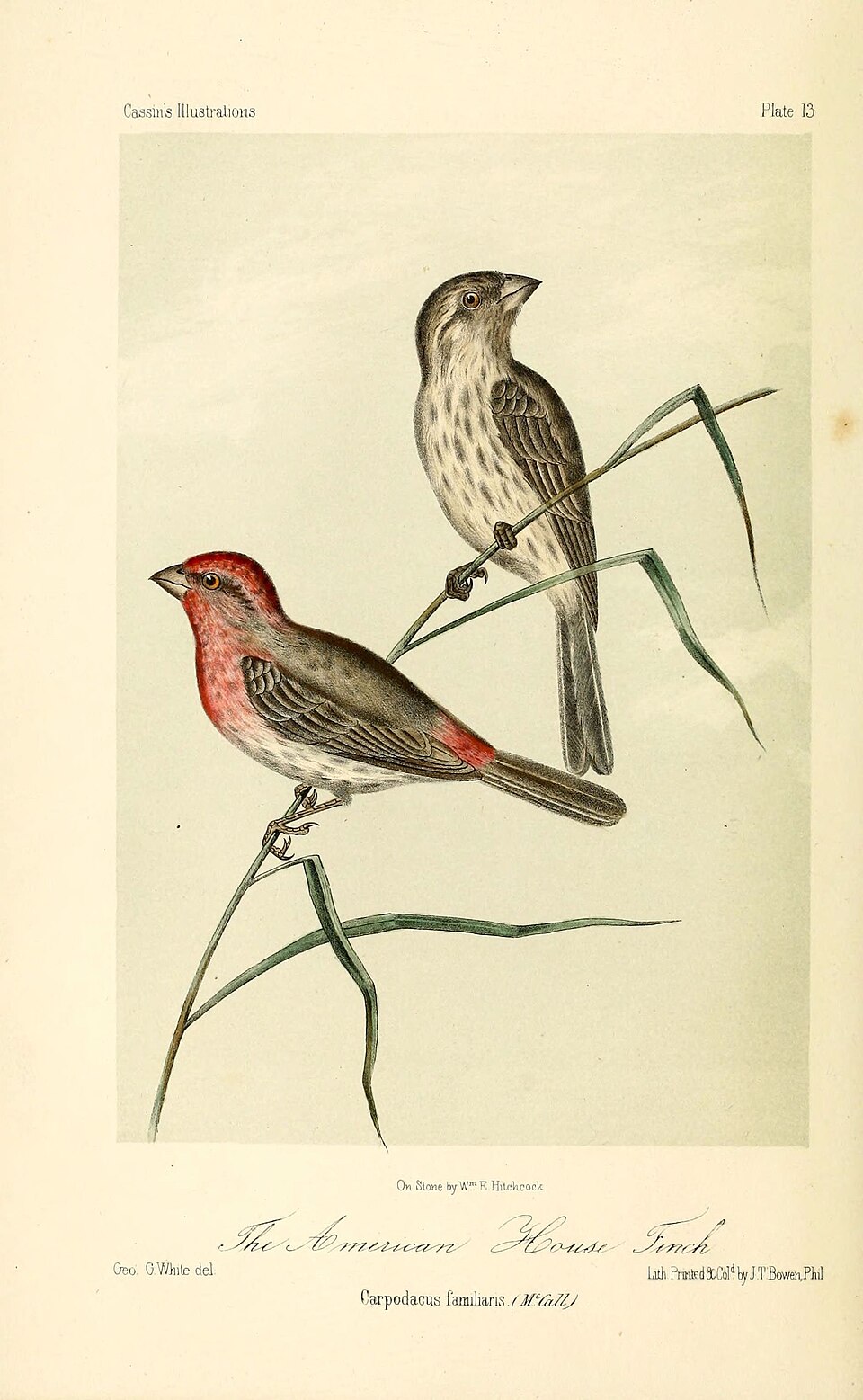 House Finch