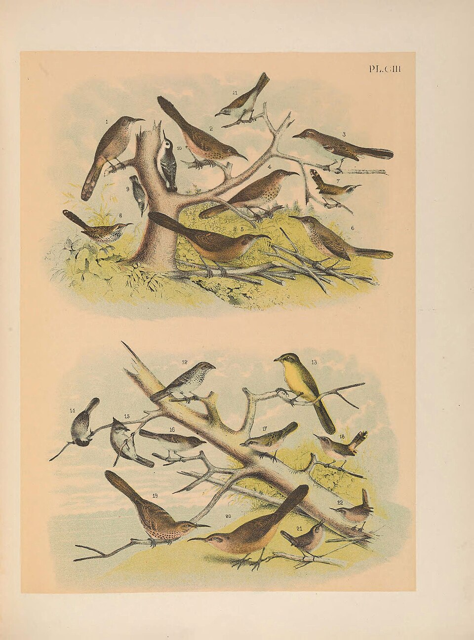 Hutton's Vireo