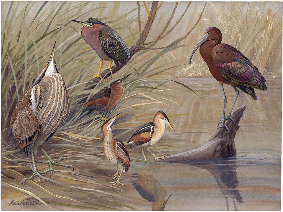 Least Bittern