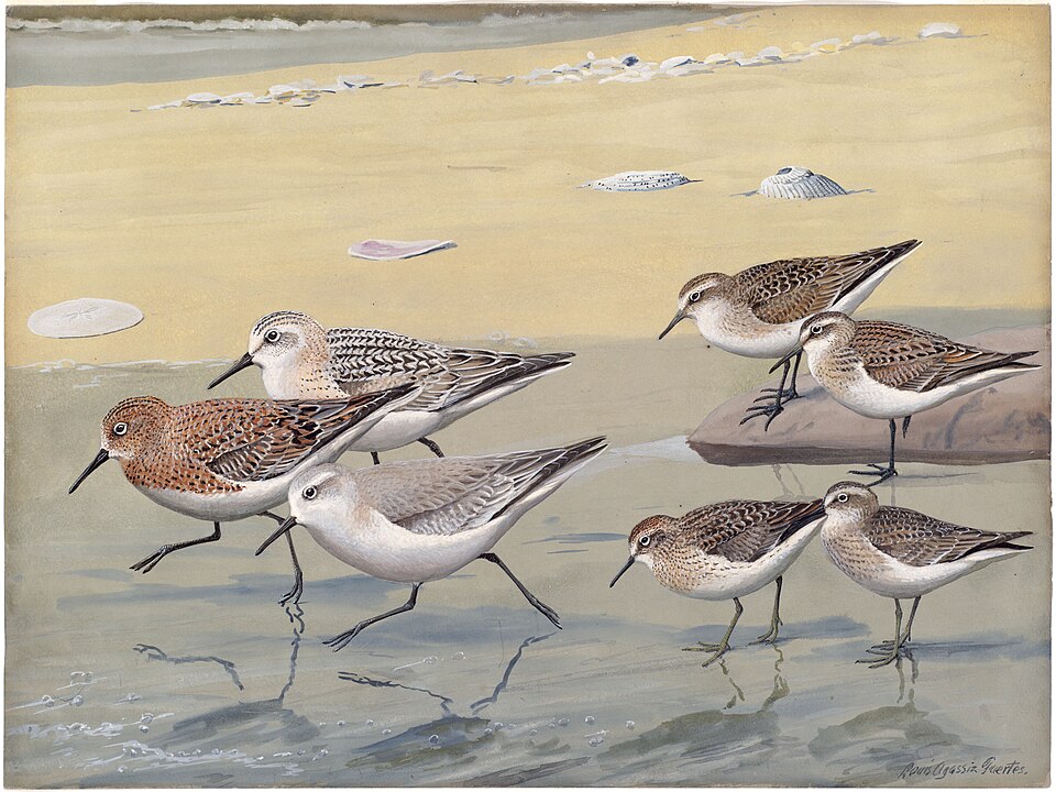 Least Sandpiper
