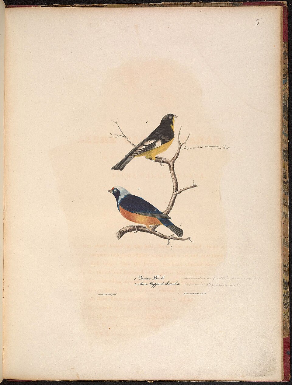 Lesser Goldfinch