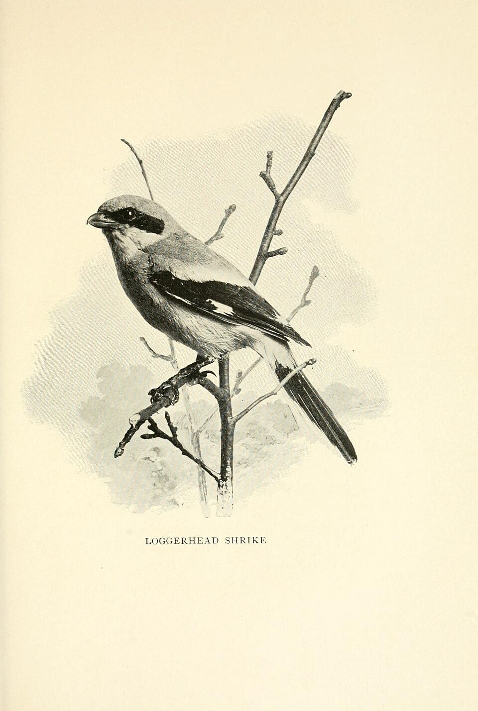 Loggerhead Shrike