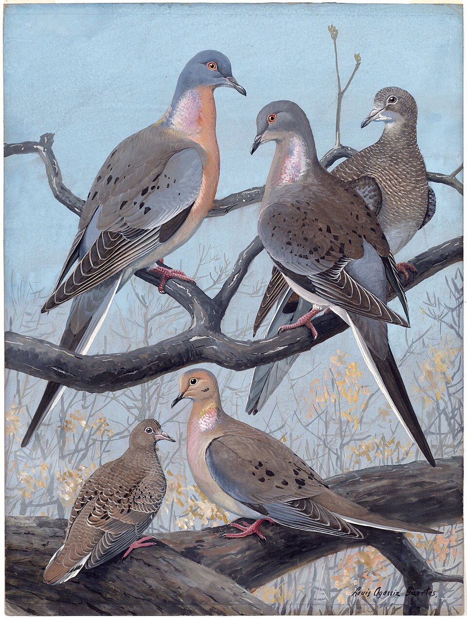 Mourning Dove