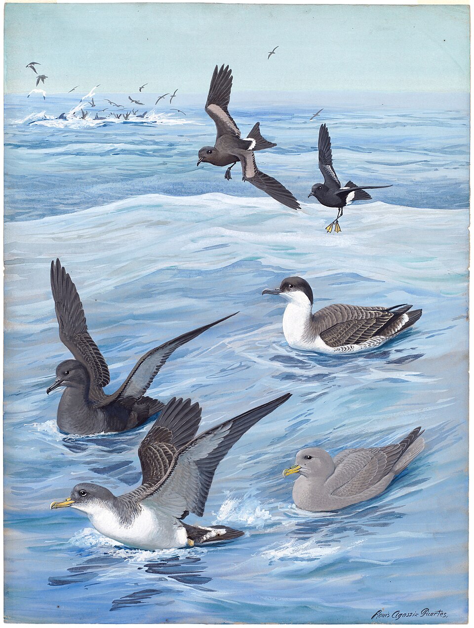 Northern Fulmar