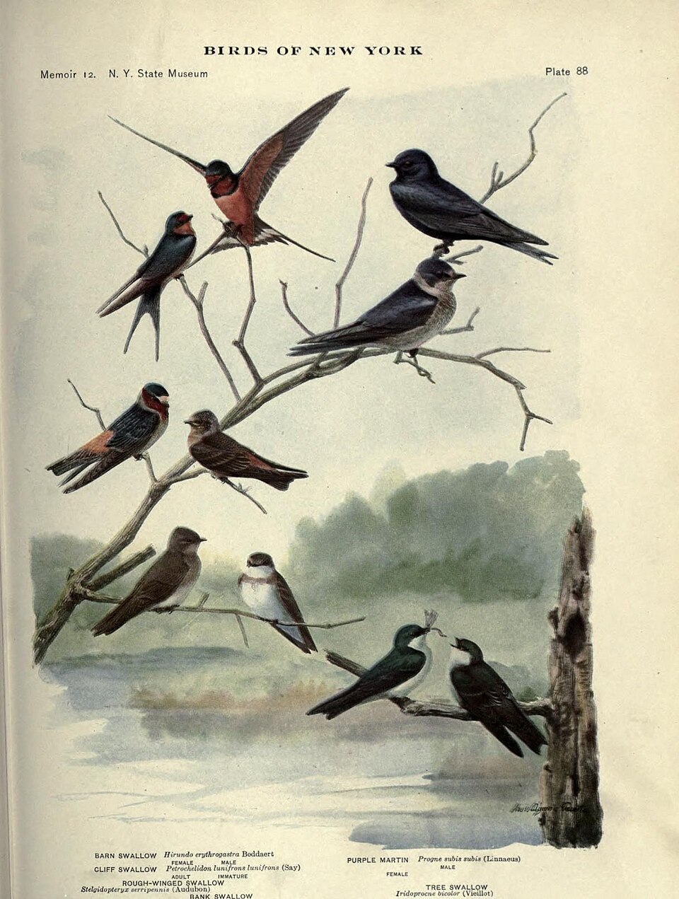 Northern Rough-winged Swallow
