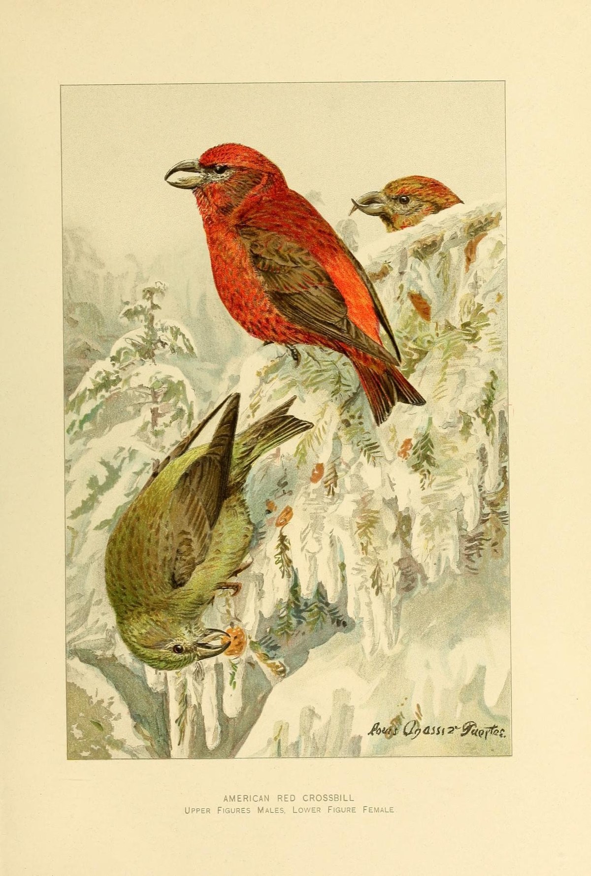 Red Crossbill