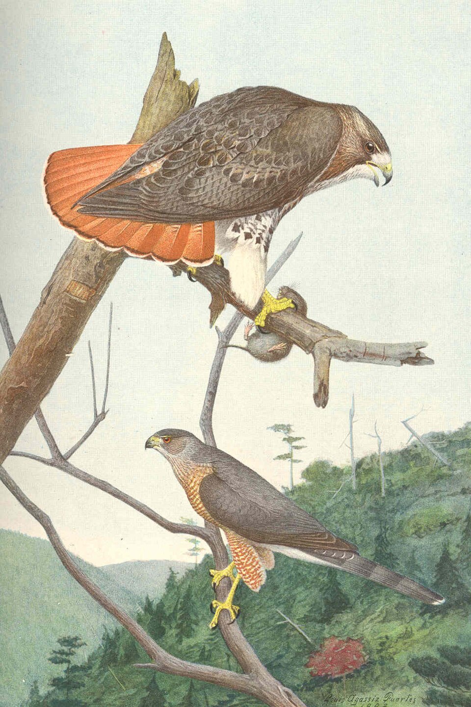 Red-tailed Hawk