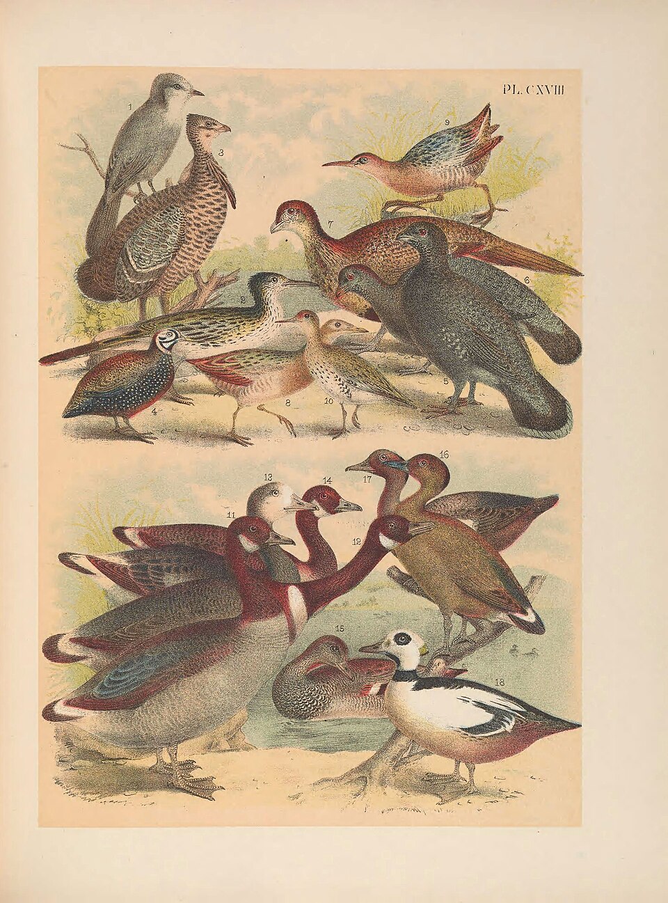 Ridgway's Rail
