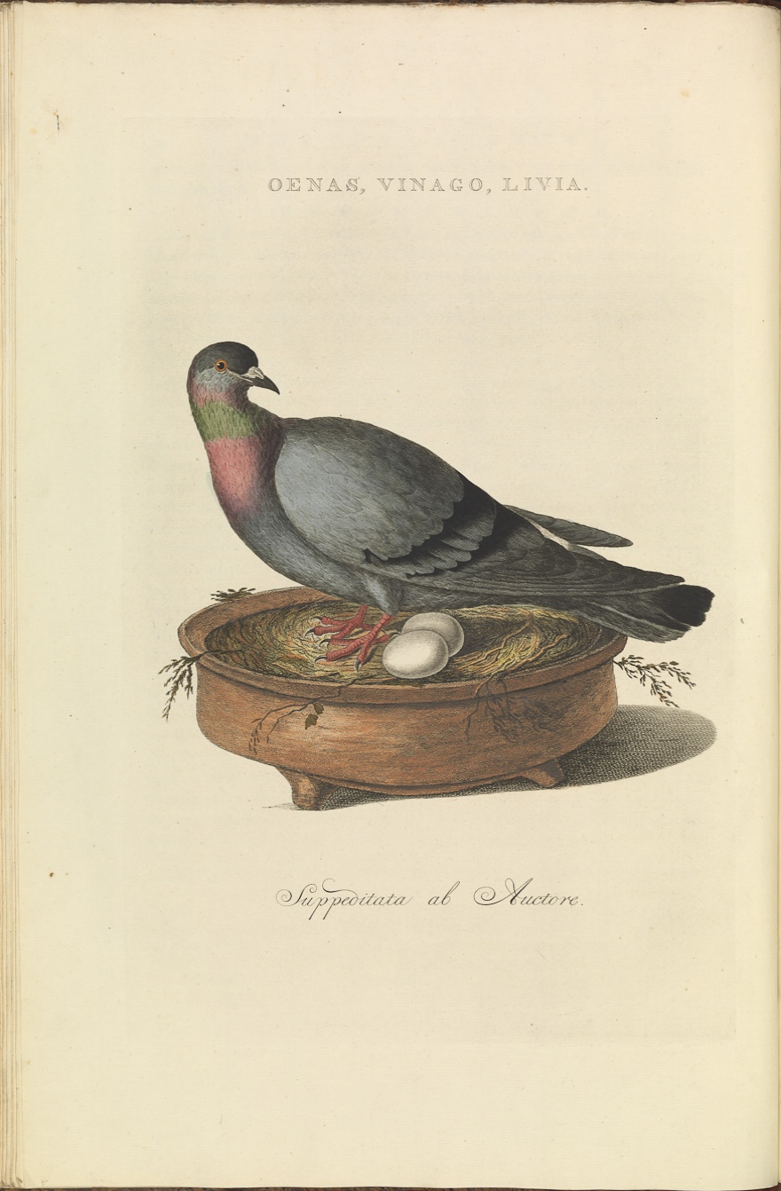 Rock Pigeon