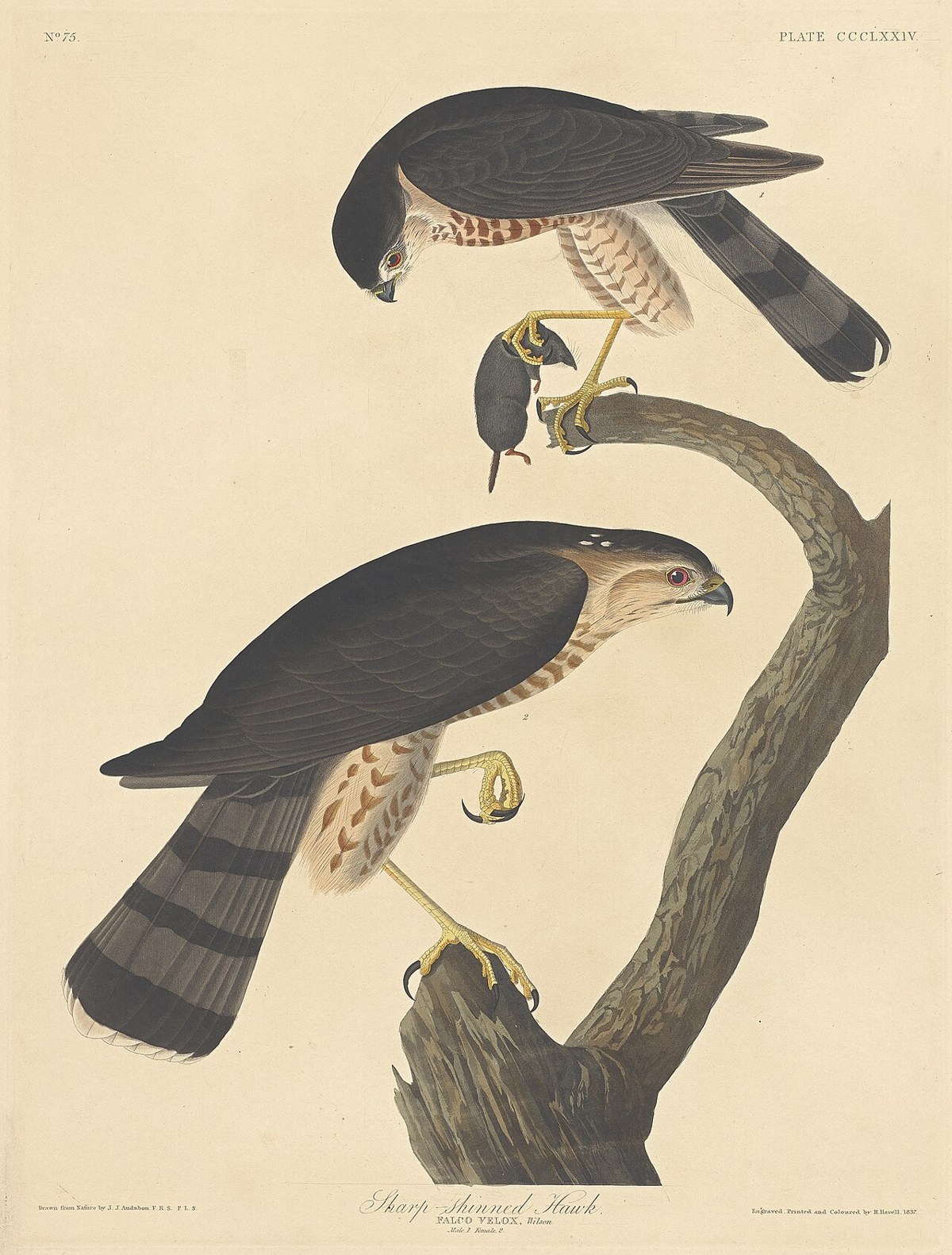 Sharp-shinned Hawk