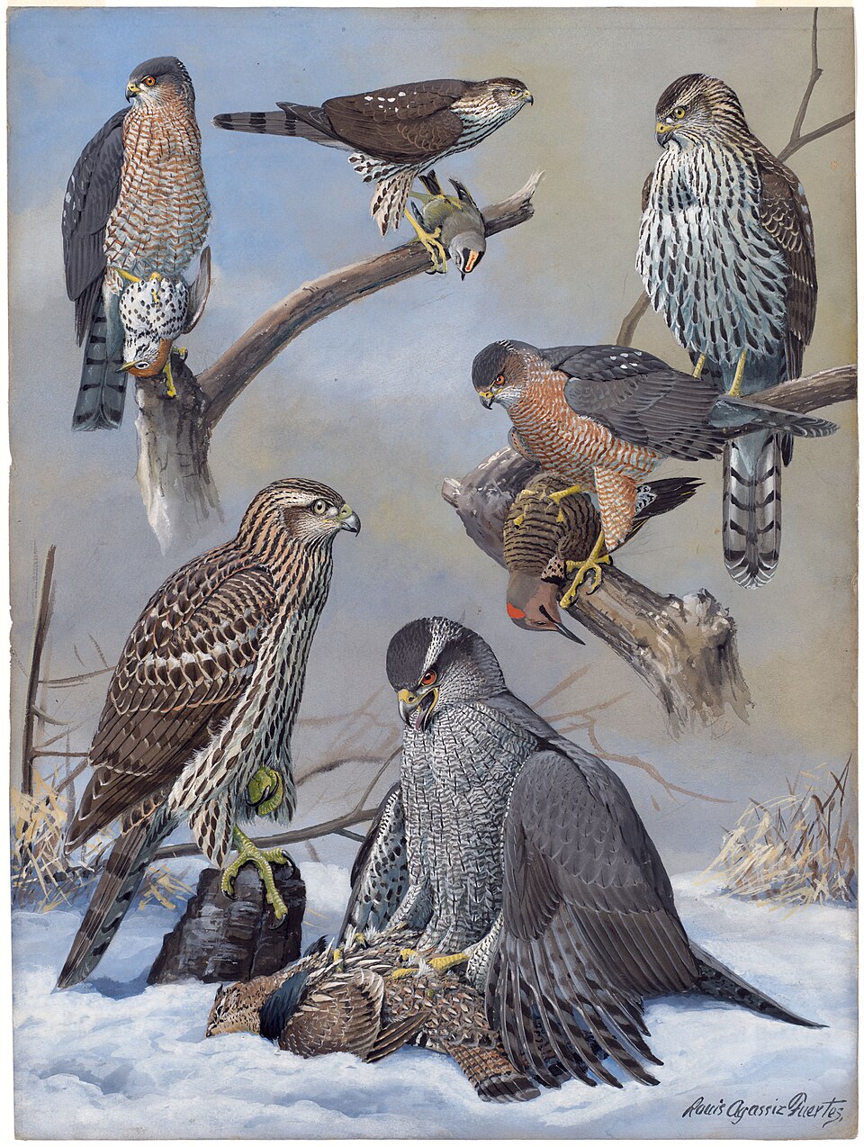 Sharp-shinned Hawk